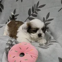 AKC Posey, a female Lhasa Apso for sale in Neosho, MO – Photo 2 of 5