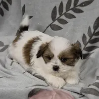 AKC Gus , a male Lhasa Apso for sale in Neosho, MO – Photo 1 of 4