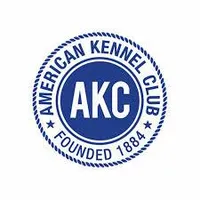 AKC Gus , a male Lhasa Apso for sale in Neosho, MO – Photo 3 of 4