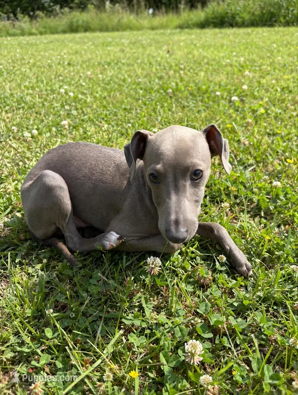 Boy 1 – Italian Greyhound puppy on hold in Colorado Springs, CO