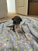 Boy 2, a male Italian Greyhound for sale in Colorado Springs, CO – 3 of 5