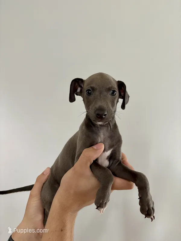 Boy 1 – Italian Greyhound puppy for sale in Colorado Springs, CO