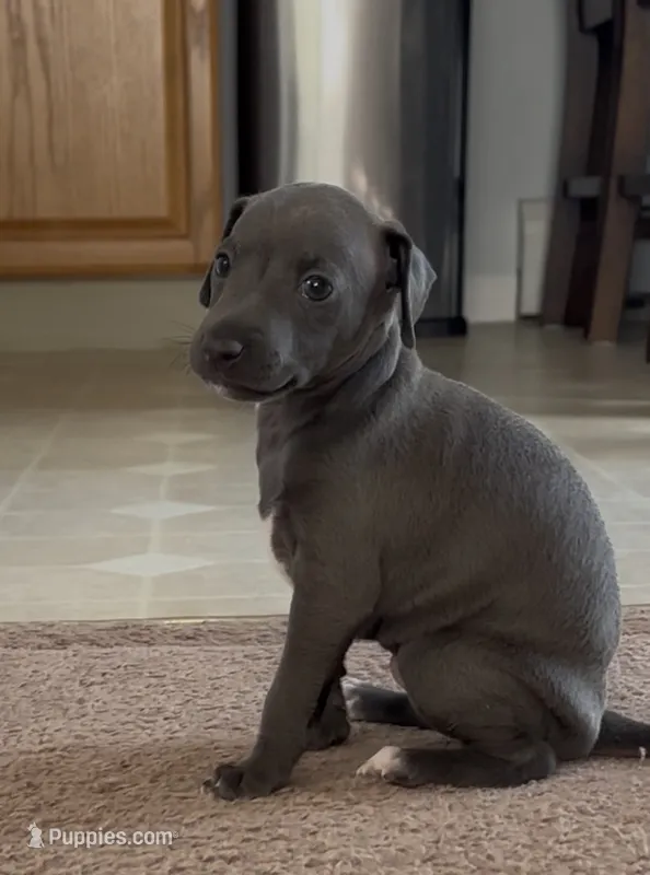 Boy 1 – Italian Greyhound puppy for sale in Colorado Springs, CO