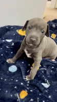 Boy 1, a male Italian Greyhound for sale in Colorado Springs, CO – 2 of 4