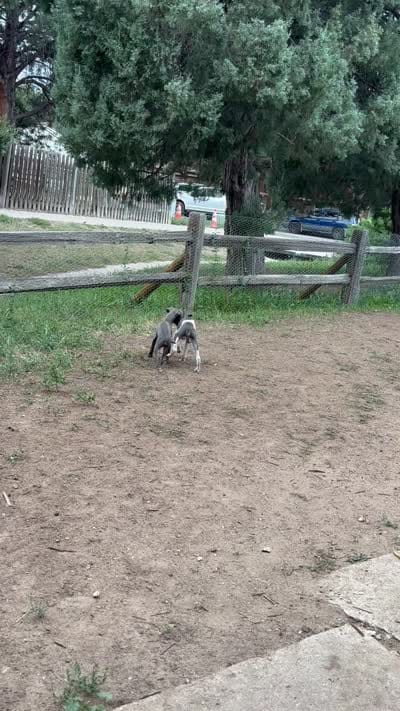 Boy 1, a male Italian Greyhound for sale in Colorado Springs, CO – 3 of 5