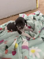 Girl, a female Italian Greyhound for sale in Colorado Springs, CO – 3 of 4