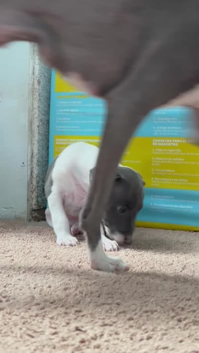Girl, a female Italian Greyhound for sale in Colorado Springs, CO – 4 of 4