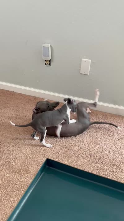 Boy 2, a male Italian Greyhound for sale in Colorado Springs, CO – 3 of 4