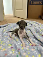 Boy 2, a male Italian Greyhound for sale in Colorado Springs, CO – 2 of 5