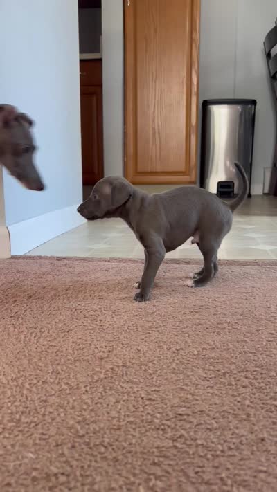 Boy 1, a male Italian Greyhound for sale in Colorado Springs, CO – 4 of 4
