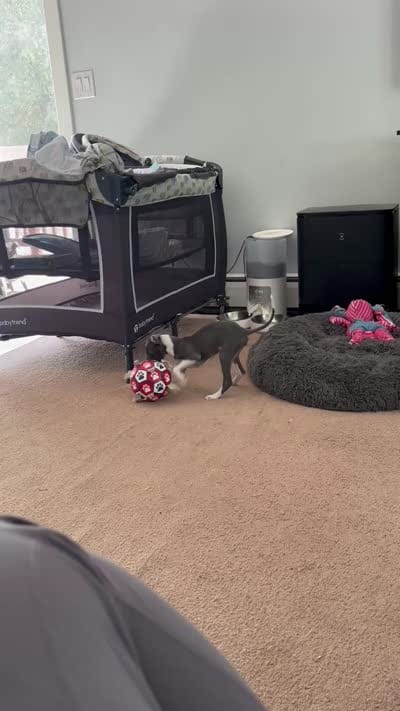 Boy 2, a male Italian Greyhound for sale in Colorado Springs, CO – 3 of 7
