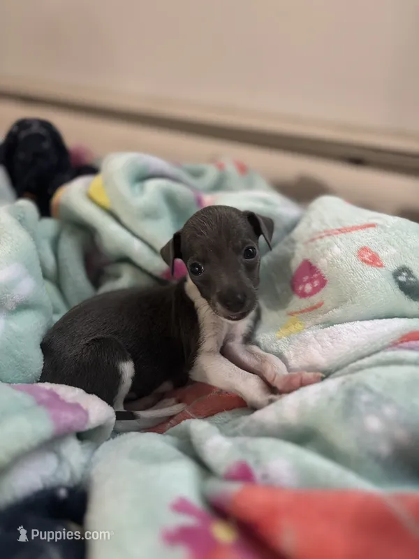 Boy 2 – Italian Greyhound puppy for sale in Colorado Springs, CO