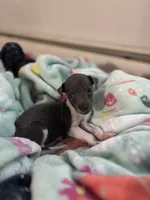 Boy 2, a male Italian Greyhound for sale in Colorado Springs, CO – 1 of 5
