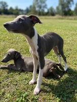 Boy 2, a male Italian Greyhound for sale in Colorado Springs, CO – 2 of 7