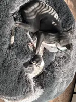Boy 2, a male Italian Greyhound for sale in Colorado Springs, CO – 4 of 5