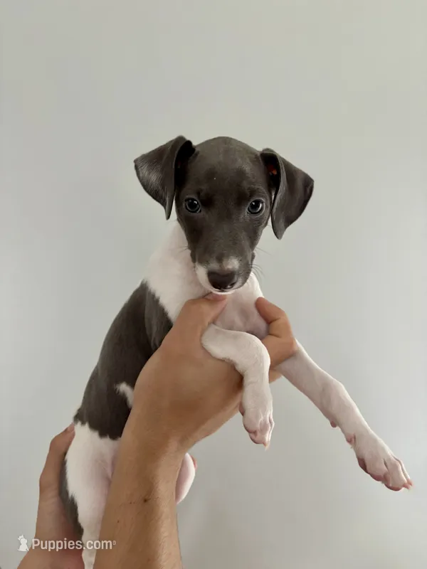 Girl – Italian Greyhound puppy for sale in Colorado Springs, CO