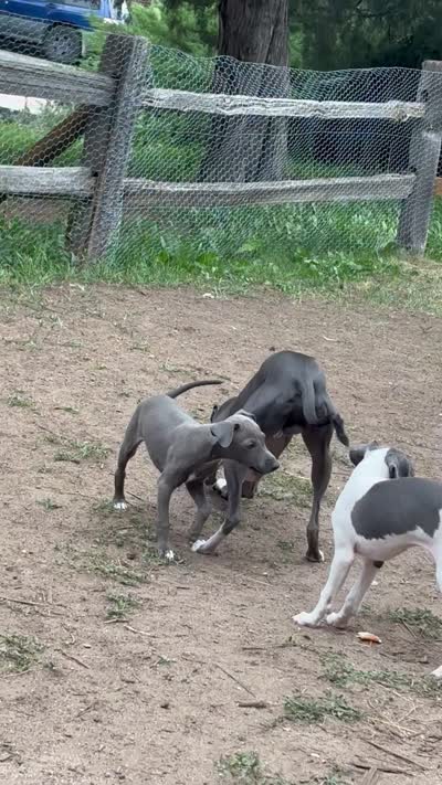 Boy 1, a male Italian Greyhound for sale in Colorado Springs, CO – 5 of 5