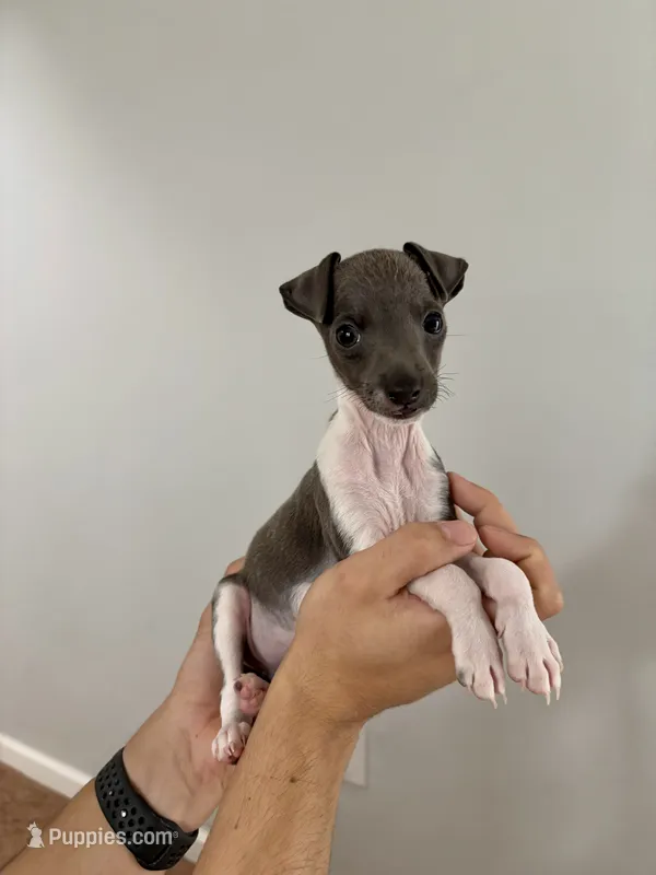 Boy 2 – Italian Greyhound puppy for sale in Colorado Springs, CO