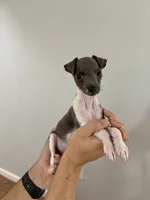 Boy 2, a male Italian Greyhound for sale in Colorado Springs, CO – 1 of 4