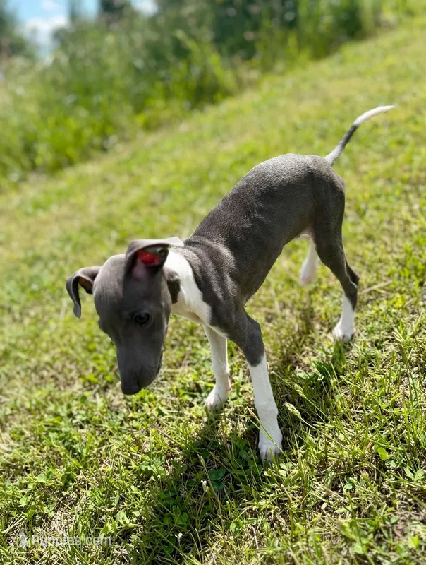 Boy 2 – Italian Greyhound puppy for sale in Colorado Springs, CO