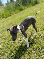 Boy 2, a male Italian Greyhound for sale in Colorado Springs, CO – 1 of 7