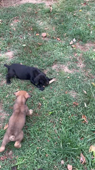 Tu Paws, a male Cane Corso for sale in Batesville, AR – 4 of 4