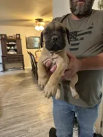 Princess, a female Cane Corso for sale in Batesville, AR – 2 of 5