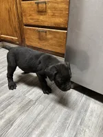 Ozzy Pawsborne, a male Cane Corso for sale in Batesville, AR – 6 of 8