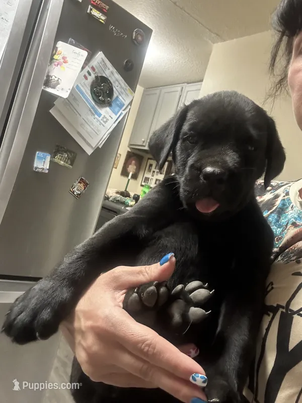 Katy Pawry – Cane Corso puppy for sale in Batesville, AR