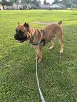 Junior, a male Cane Corso for sale in Batesville, AR – 2 of 4