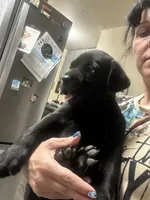 Ozzy Pawsborne, a male Cane Corso for sale in Batesville, AR – 7 of 8