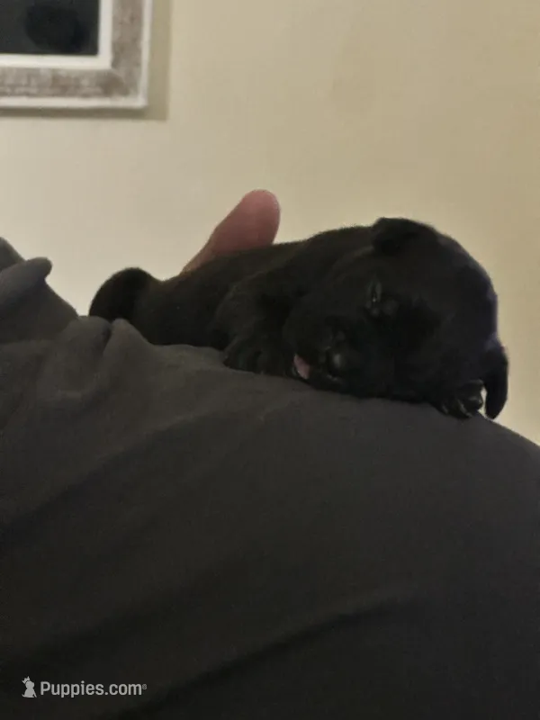 Tubby – Cane Corso puppy for sale in Batesville, AR