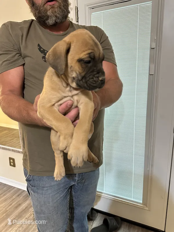 Princess – Cane Corso puppy for sale in Batesville, AR