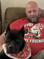 Tubby, a male Cane Corso for sale in Batesville, AR – 4 of 5
