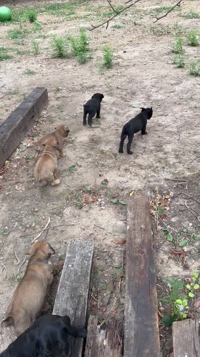 Princess, a female Cane Corso for sale in Batesville, AR – 4 of 5
