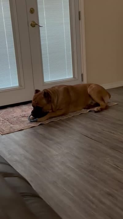 Junior, a male Cane Corso for sale in Batesville, AR – 3 of 4
