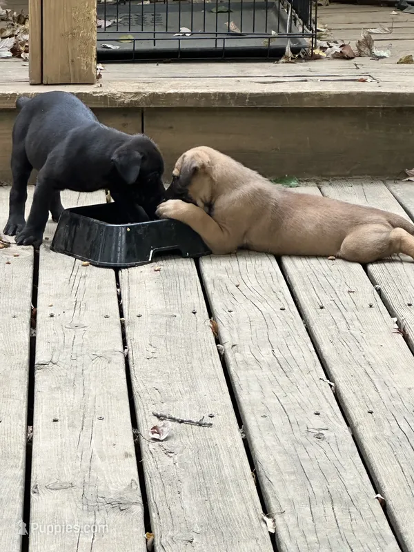 Tu Paws – Cane Corso puppy for sale in Batesville, AR