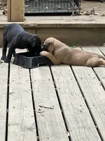 Tu Paws, a male Cane Corso for sale in Batesville, AR – 1 of 4
