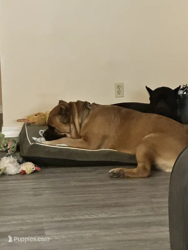 Junior – Cane Corso puppy for sale in Batesville, AR