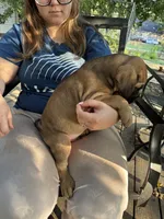 Tu Paws, a male Cane Corso for sale in Batesville, AR – 2 of 4