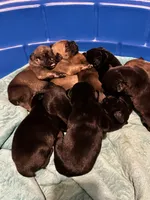 Tubby, a male Cane Corso for sale in Batesville, AR – 2 of 5