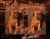 Tu Paws, a male Cane Corso for sale in Batesville, AR – 3 of 4