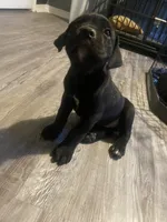 Katy Pawry, a female Cane Corso for sale in Batesville, AR – 3 of 4