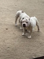 Zeus, a male American Bully for sale in Colorado Springs, CO – 2 of 10
