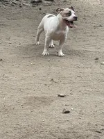 Bella, a female American Bully for sale in Colorado Springs, CO – 4 of 8