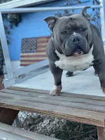 Bluey, a male American Bully for sale in Colorado Springs, CO – Photo 2 of 8