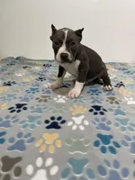 Bluey, a male American Bully for sale in Colorado Springs, CO – Photo 7 of 8