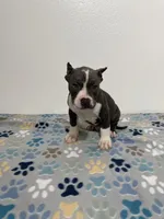 Bluey, a male American Bully for sale in Colorado Springs, CO – Photo 6 of 8