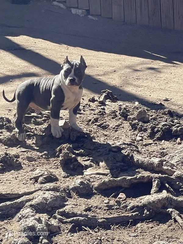 Bluey – American Bully puppy for sale in Colorado Springs, CO