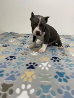 Bluey, a male American Bully for sale in Colorado Springs, CO – Photo 8 of 8